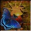 Schmetterling spren den Sommer